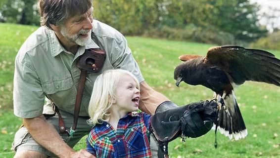 The Falconry Experience