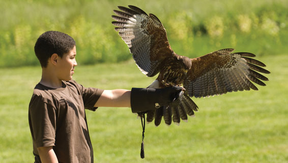 Falconry Experience The Hotel Hershey